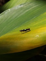 Diedrocephala variegata