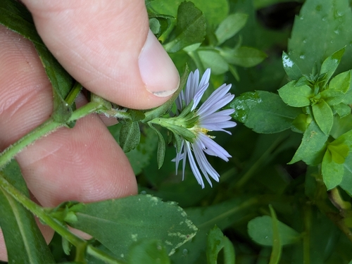 Symphyotrichum prenanthoides, photograph 3