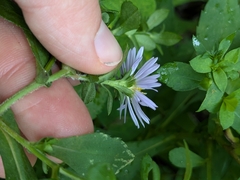 Symphyotrichum prenanthoides, photograph (c) Hannah Jones, some rights reserved (CC BY)