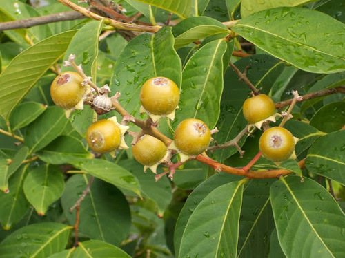 Lagerstroemia speciosa
