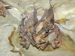 Rhinopoma microphyllum