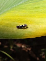 Diedrocephala variegata