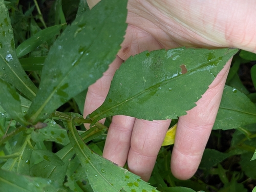 Symphyotrichum prenanthoides, photograph 4
