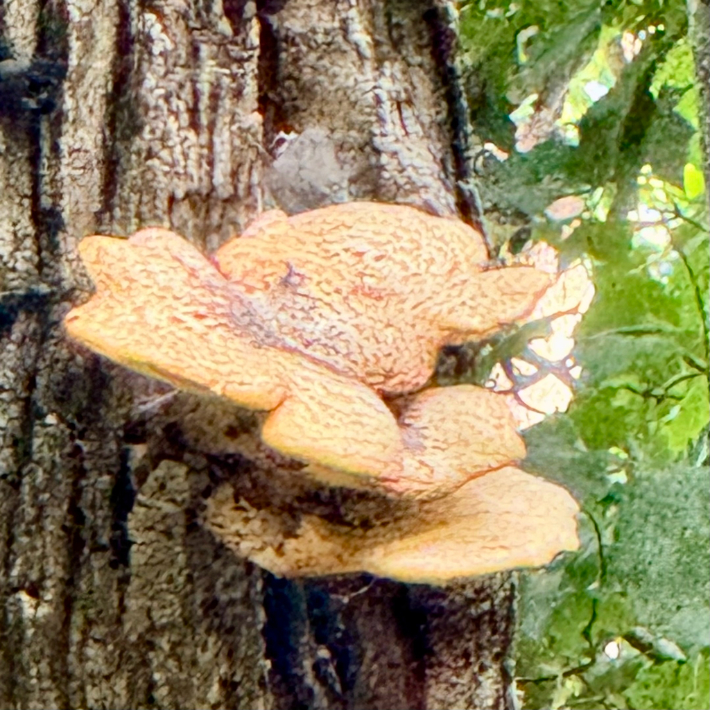 Dryad's Saddle · August 2026 · photo: Photo: (c) Nick T., some rights reserved (CC BY-SA) · iNaturalist