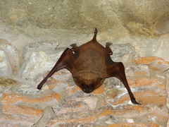 Taphozous nudiventris