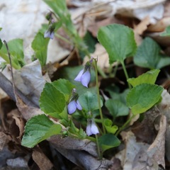 Viola rostrata
