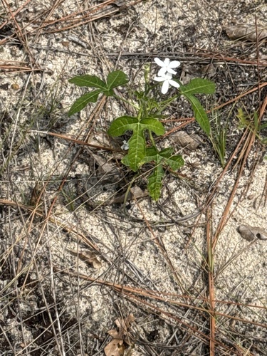 spurge nettle