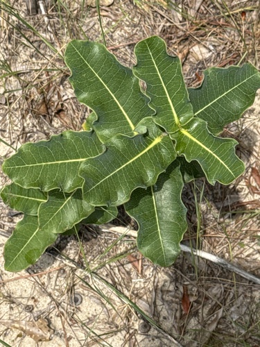 clasping milkweed