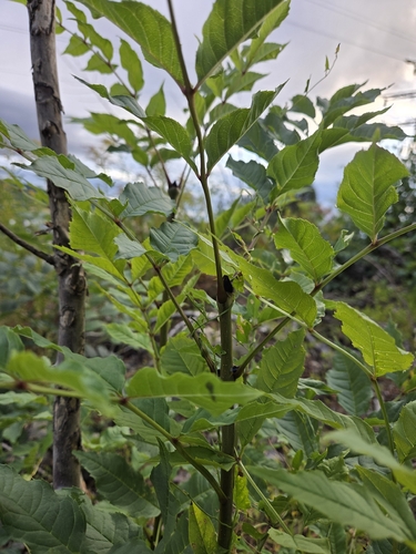 European ash