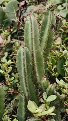 Cereus fernambucensis, photograph (c) fmunoz, some rights reserved (CC BY)