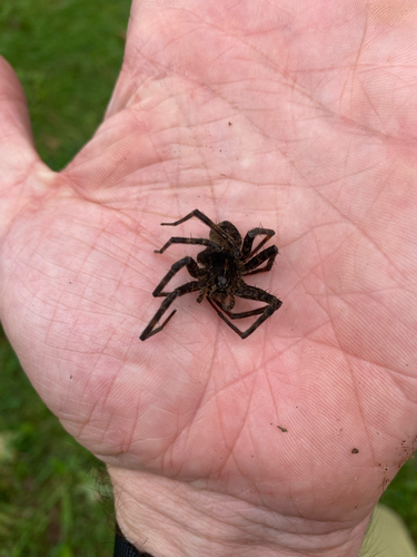 Striped Fishing Spider