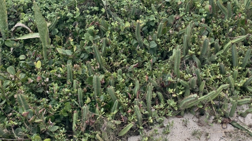 Cereus fernambucensis, photograph 4