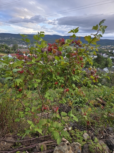 guelder-rose