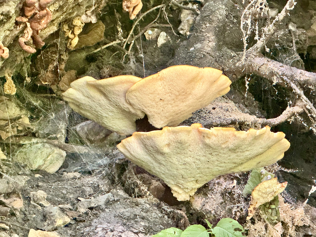 Dryad's Saddle · August 2026 · photo: Photo: (c) Nick T., some rights reserved (CC BY-SA) · iNaturalist