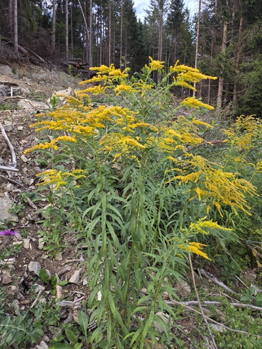 Canada goldenrod