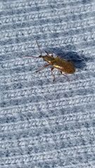 Cimberis attelaboides