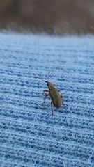 Cimberis attelaboides
