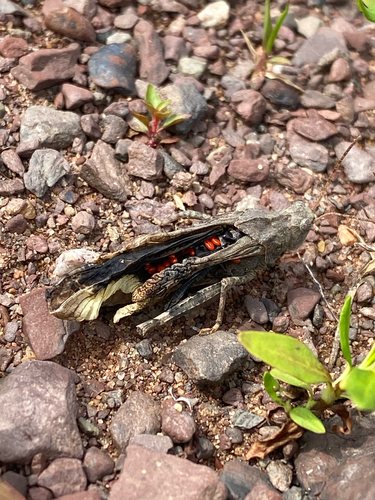 Carolina Grasshopper