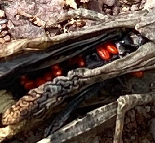 Trombidiform Mites