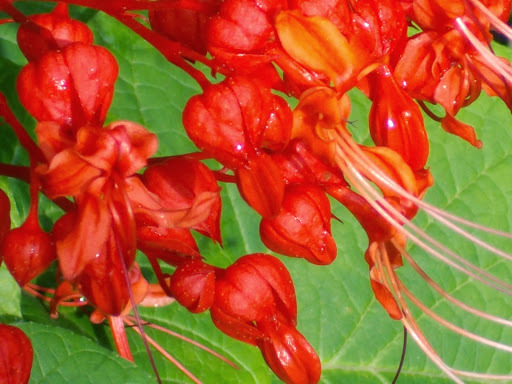 Clerodendrum buchananii