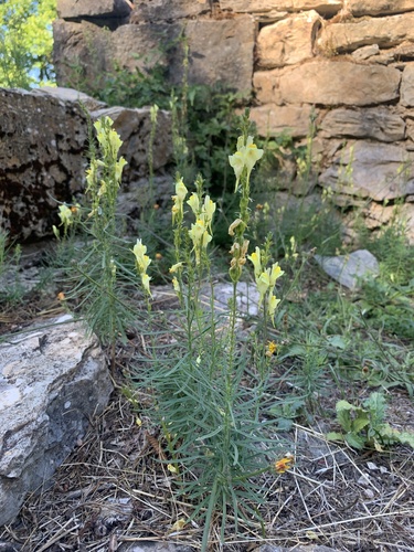 Linaria vulgaris vulgaris