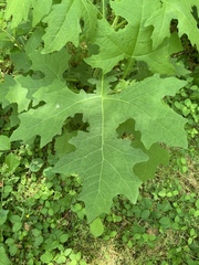 Smallanthus uvedalia