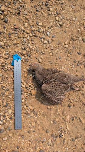 Gray Partridge