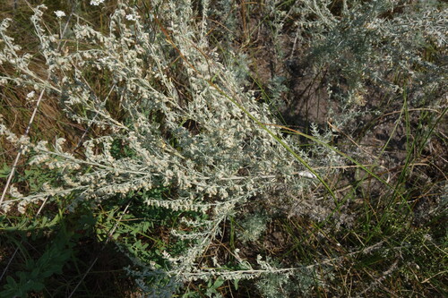 Artemisia austriaca, photograph 5