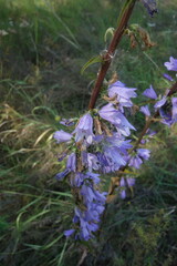 Campanula bononiensis, photograph (c) Aleksei Baushev, some rights reserved (CC BY)