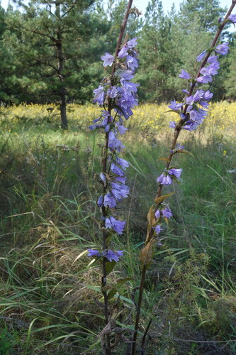 Campanula bononiensis, photograph 4