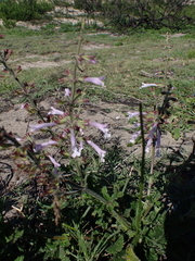 Salvia repens
