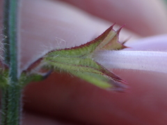 Salvia repens