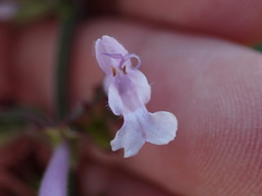 Salvia repens