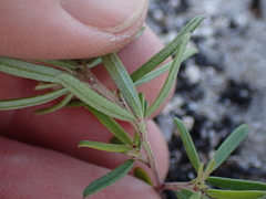 Indigofera sulcata