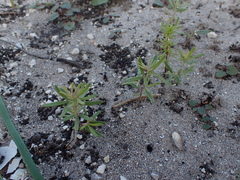 Indigofera sulcata