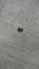 Armadillidium vulgare