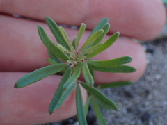 Indigofera sulcata