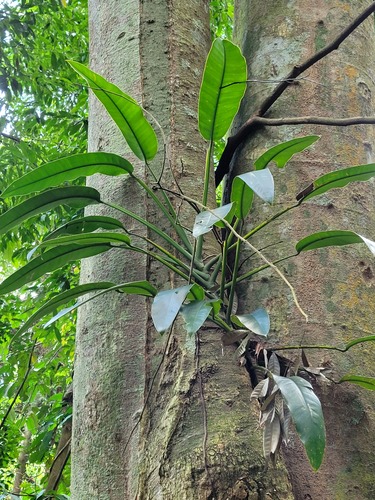 Epipremnum giganteum (Epipremnum giganteum)
