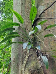 Epipremnum giganteum