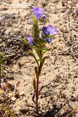 Phacelia linearis, photograph (c) Joel Gardner, some rights reserved (CC BY)