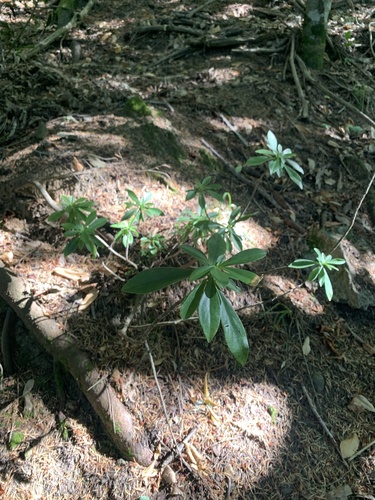 Spurge-laurel