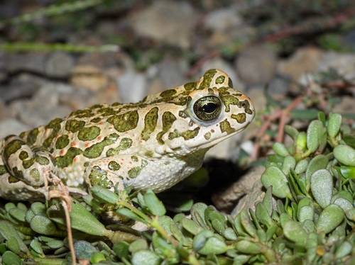 Green Toad