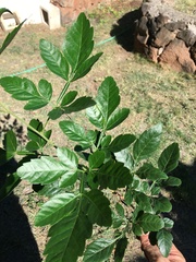 Paullinia fuscescens