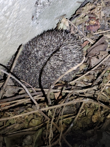 Northern White-breasted Hedgehog