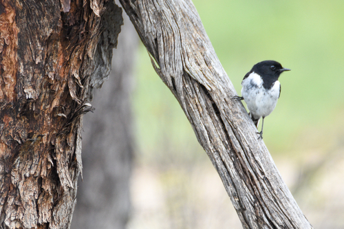 Hooded Robin