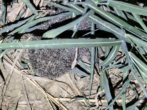 Northern White-breasted Hedgehog