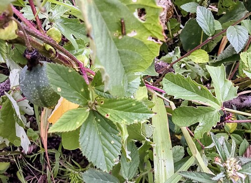 Passiflora bryonioides