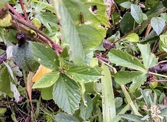 Passiflora bryonioides