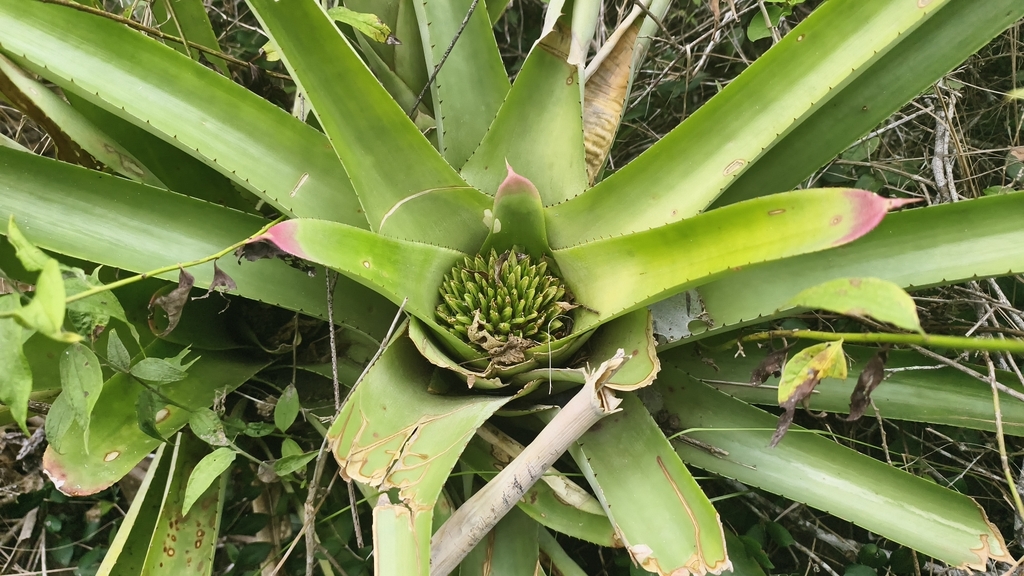 Neoregelia cruenta; photograph (c) fmunoz, some rights reserved (CC BY)