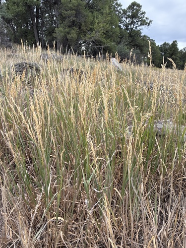 Smooth Brome